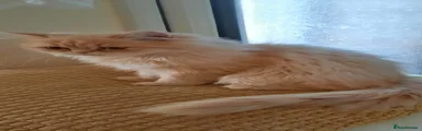 Persian 1
