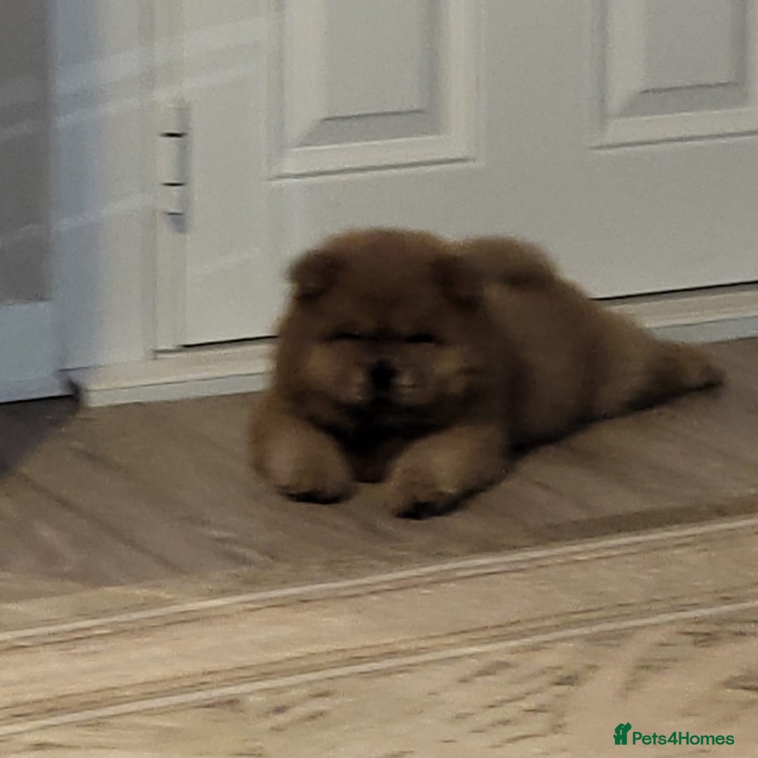 Chow Chow dogs for sale: Chow chow puppy  - Advert 2