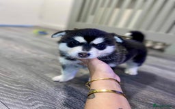 Huskita dogs for sale: huskeys  - Advert 7