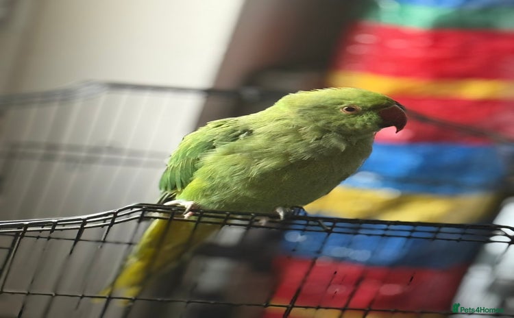 Ringnecks birds - Advert 5