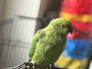 Ringnecks birds - Advert 26