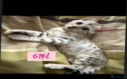 Bengal cats for sale: BENGAL KITTENS FOR SALE - Image 4