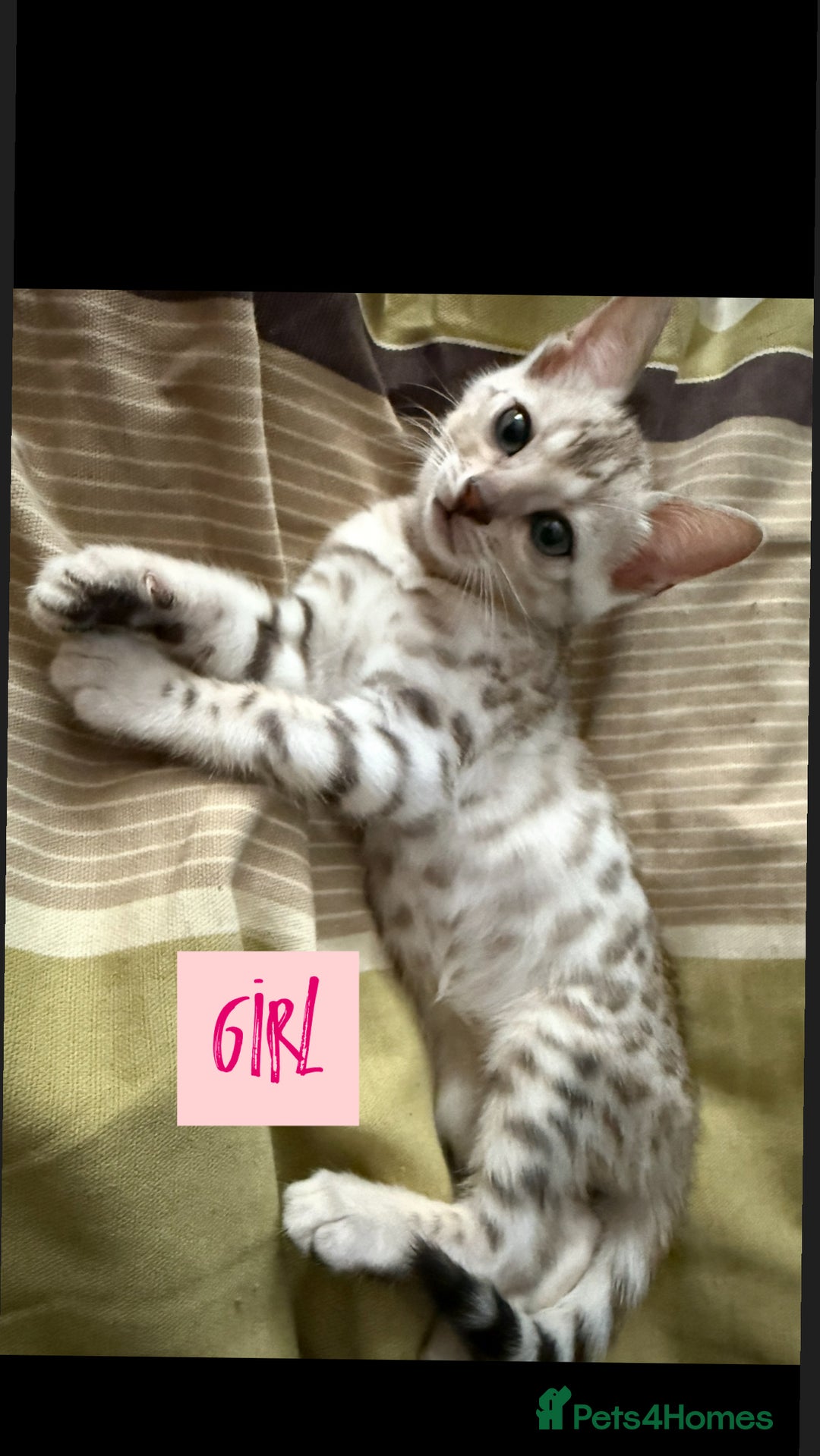 Bengal cats for sale: BENGAL KITTENS FOR SALE - Image 4