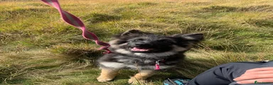Shepsky 2