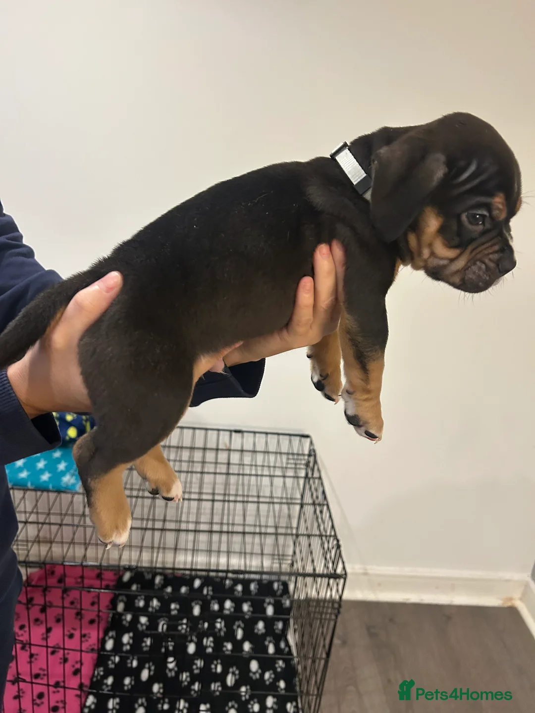 American Bully dogs for sale: BEAUTIFUL pocket bullies  - Advert 7