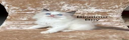 Ragdoll cats for sale: Beautiful ragdoll kittens  - Advert 2