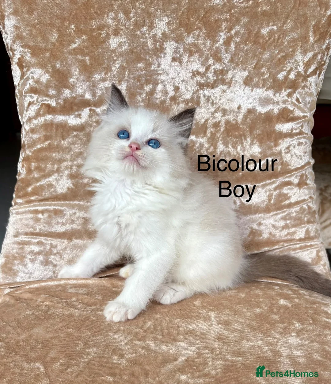 Ragdoll cats for sale: Beautiful ragdoll kittens  - Advert 2