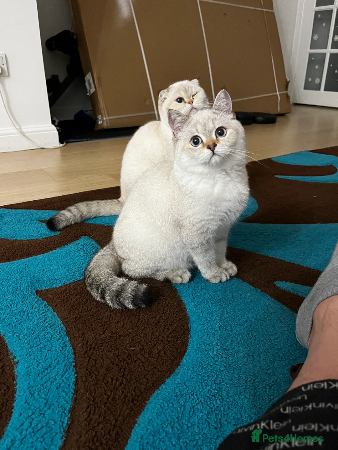 British Shorthair cats for sale: British shorthair Enzo and Misty - Advert 18