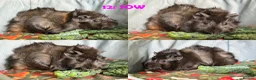 Guinea Pig rodents for sale: Various Guinea Pigs - Ready Now - Advert 24