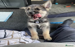 Shepsky dogs for sale: Gerbirian  shepskis - Image 8