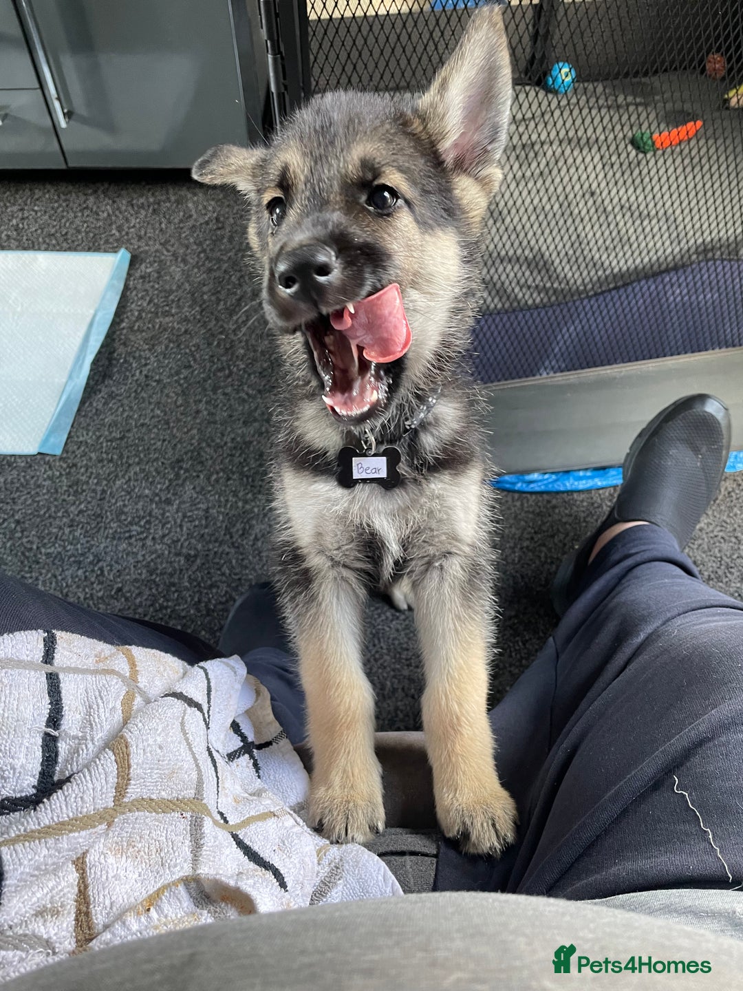 Shepsky dogs for sale: Gerbirian  shepskis - Image 8
