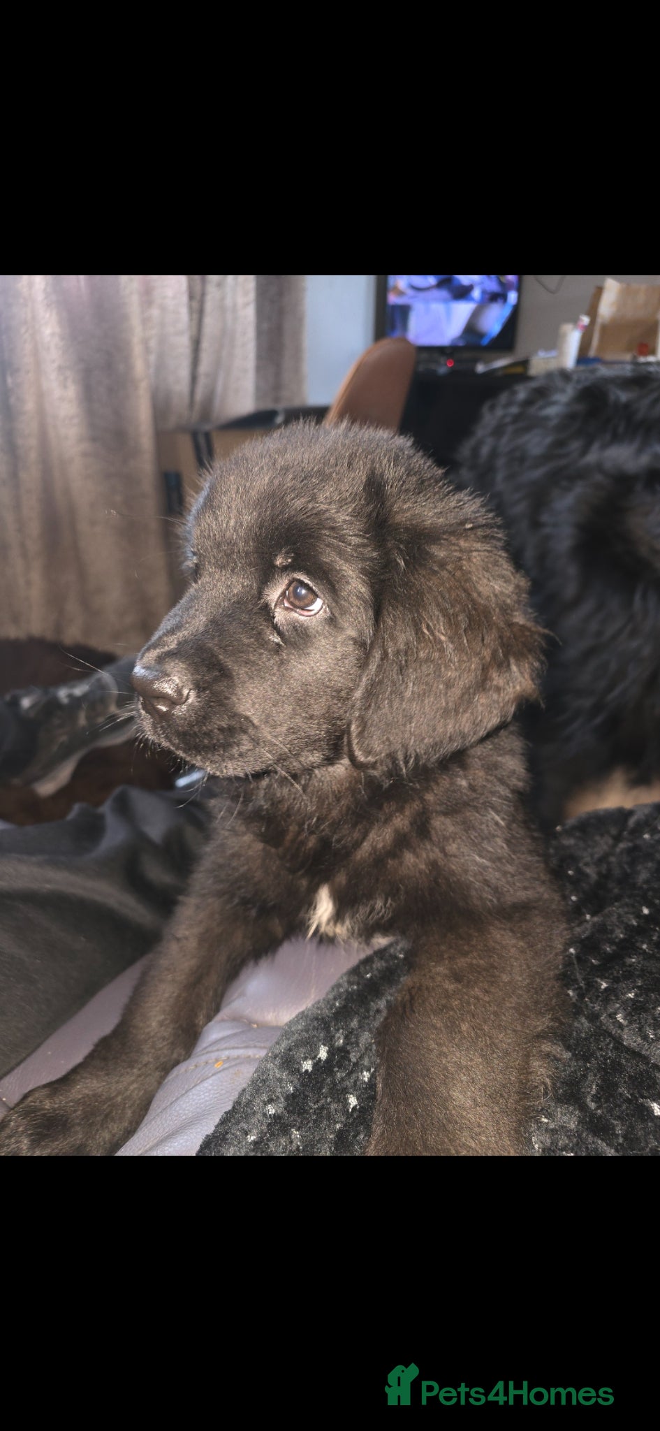 Newfoundland dogs 2 Newfoundland puppy girls - Advert 5