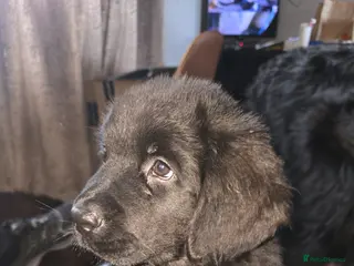 Newfoundland dogs 2 Newfoundland puppy girls - Advert 5