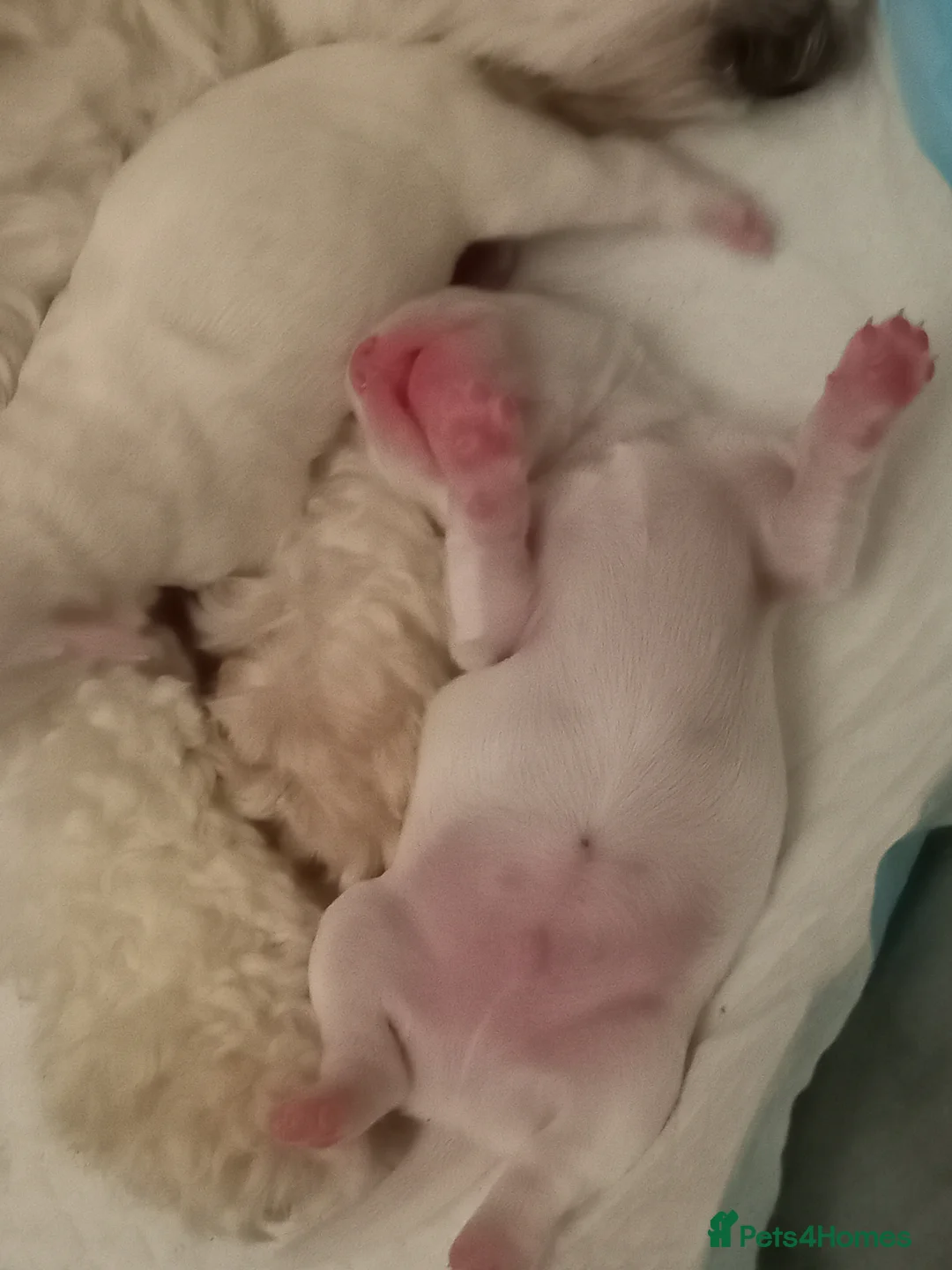 Maltese dogs for sale: 5 maltese puppies for sale  - Advert 2