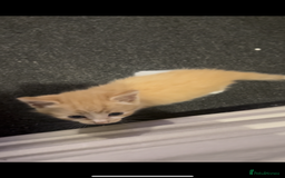 Domestic Shorthair cats for sale: 4 beautiful kittens looking for homes 🏡🥰 - Image 4