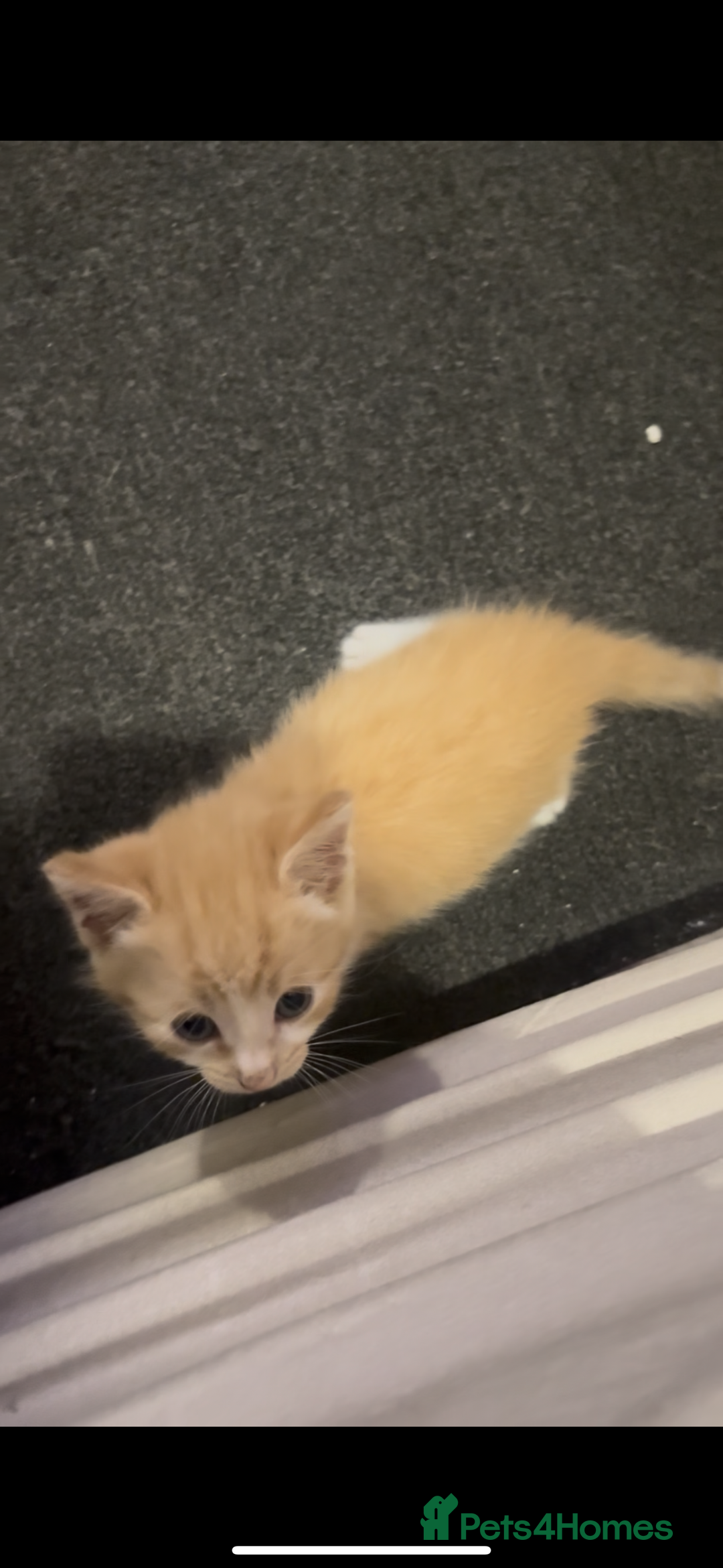 Domestic Shorthair cats for sale: 4 beautiful kittens looking for homes 🏡🥰 - Image 4