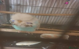 Budgerigars birds for sale: Semi tame female kakariki and 4 show budgies - Image 11