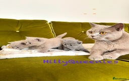 British Shorthair cats for sale: British Shorthair 5th Gen Pedigree kittens🐾 - Image 7
