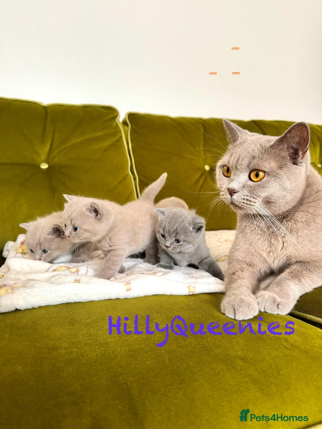 British Shorthair cats for sale: British Shorthair 5th Gen Pedigree kittens🐾 - Image 7