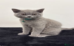 British Shorthair cats for sale: British Short hair - Image 2