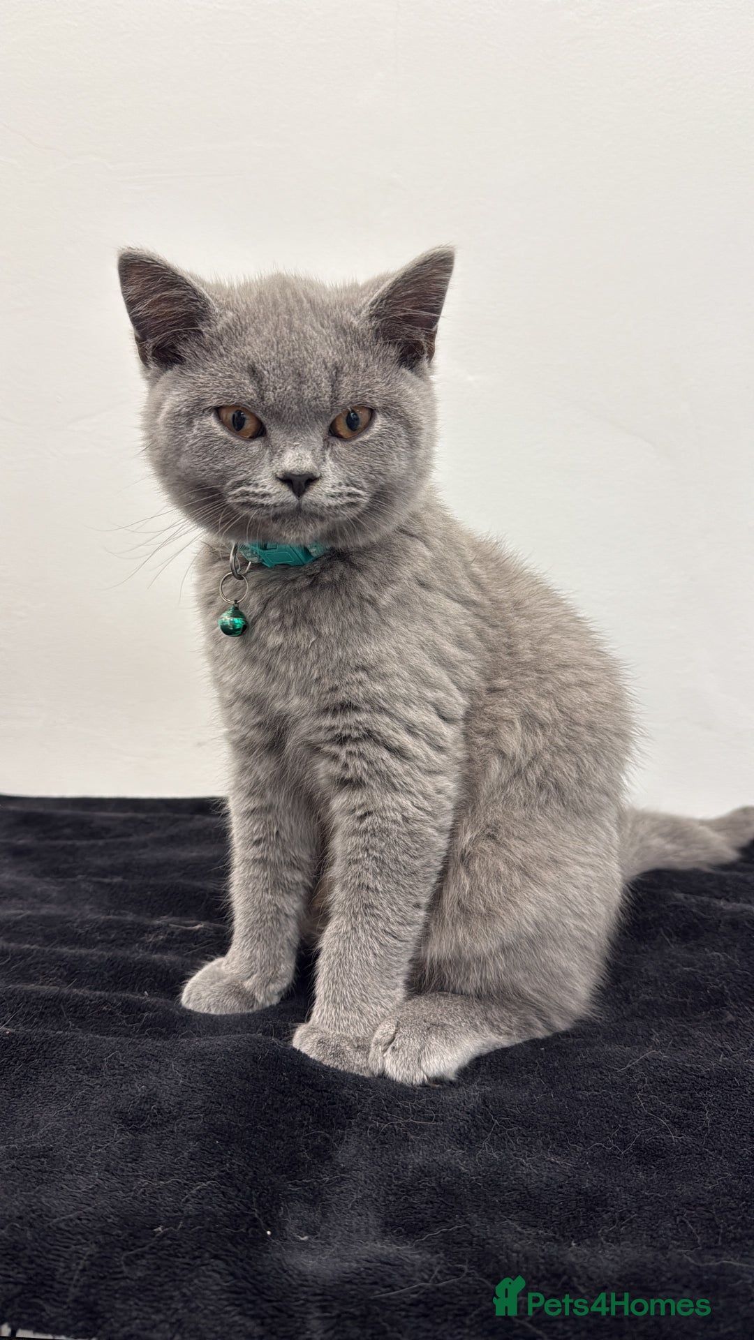 British Shorthair cats for sale: British Short hair - Image 2