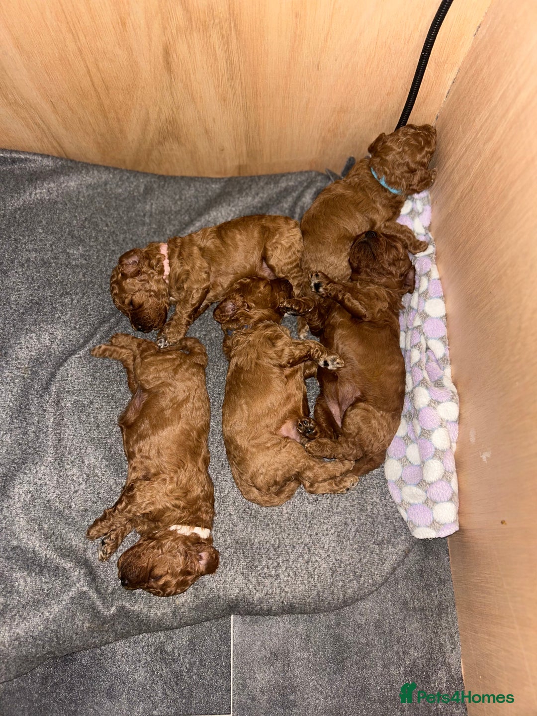Cavapoo dogs for sale: TOY RED CAVAPOO PUPPIES  - Advert 5