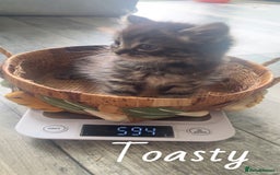 Mixed Breed cats for sale: Siamese/bsh domestic cross kittens  - Image 24