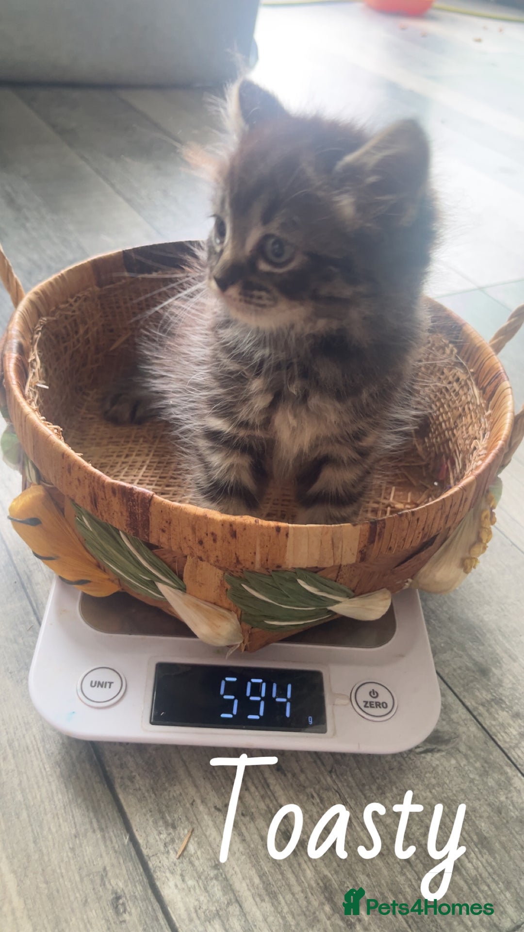 Mixed Breed cats for sale: Siamese/bsh domestic cross kittens  - Image 24