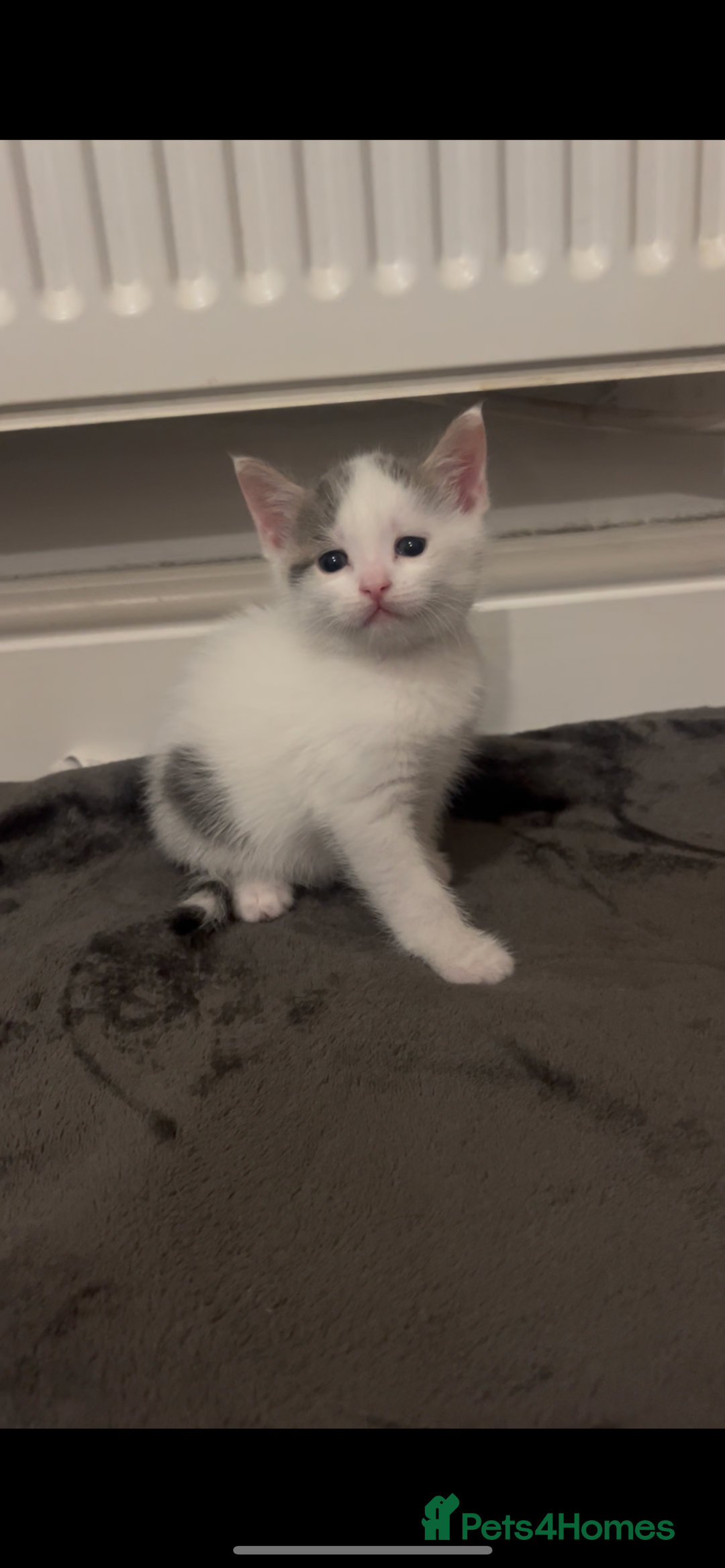 Mixed Breed cats for sale: White and grey kittens - Image 5