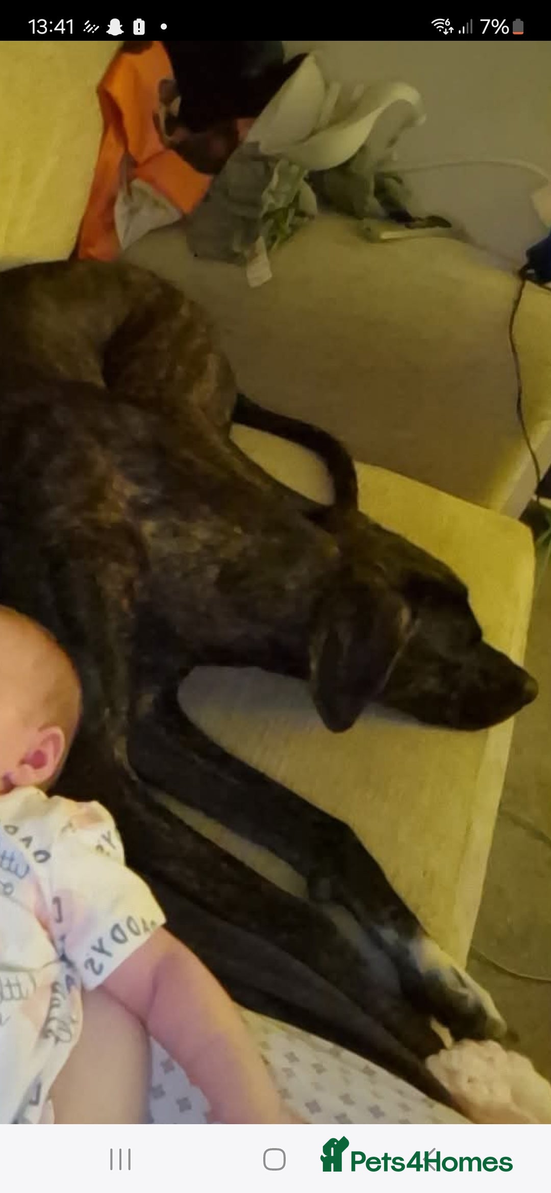 Mixed Breed dogs for sale: Bull-lurcher X - Advert 7