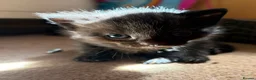 Mixed Breed cats for sale: 4 Beautiful baby girl kittens  in Bury Saint Edmunds - Advert 2