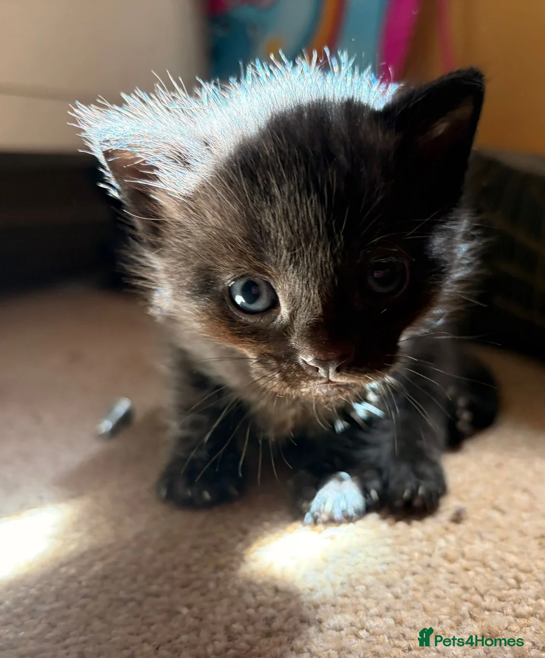 Mixed Breed cats for sale: 4 Beautiful baby girl kittens  in Bury Saint Edmunds - Advert 2