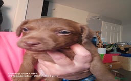 Patterdale Terrier dogs for sale: Adorable Chocolate Patterdale Terrier  - Image 6