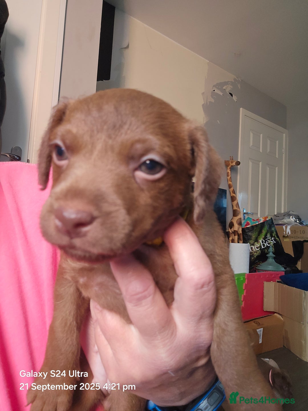 Patterdale Terrier dogs for sale: Adorable Chocolate Patterdale Terrier  - Image 6
