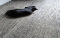 Morkie dogs for sale: Morkie puppies for sale - Image 12