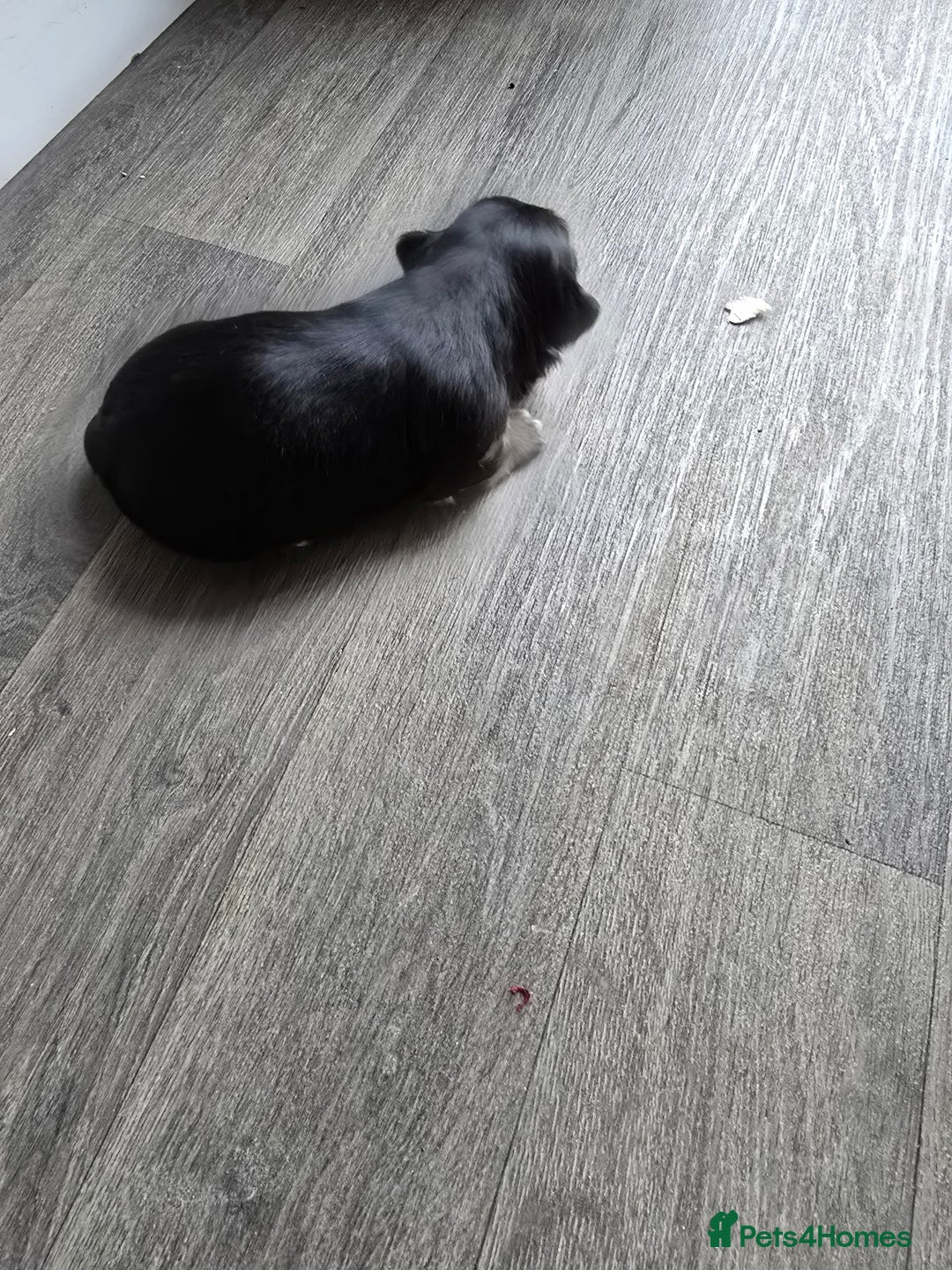 Morkie dogs for sale: Morkie puppies for sale - Image 12