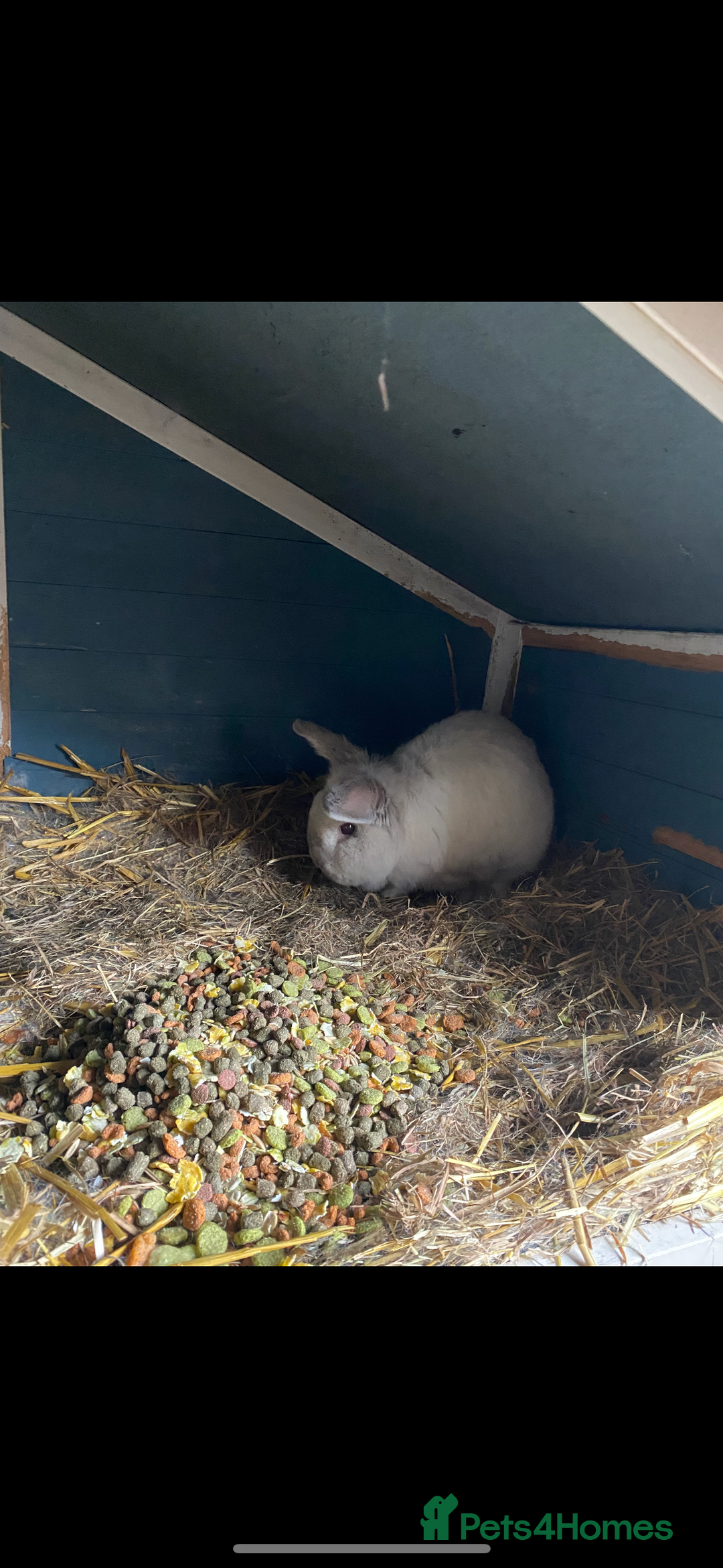 Lionhead rabbits for sale: 2 male lion head  - Image 2