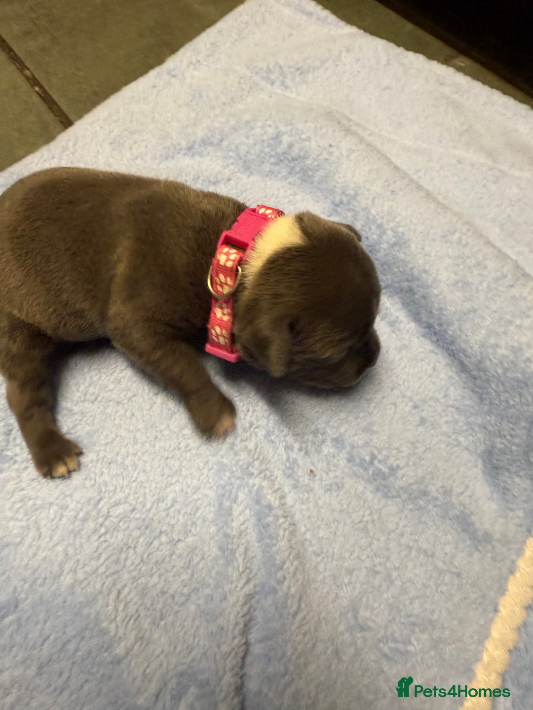 Staffordshire Bull Terrier dogs for sale: Blue Staffordshire bull terrier staffy  - Advert 21