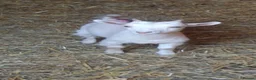 Goats livestock for sale: Lovely pygmy goats 🐐  - Advert 6