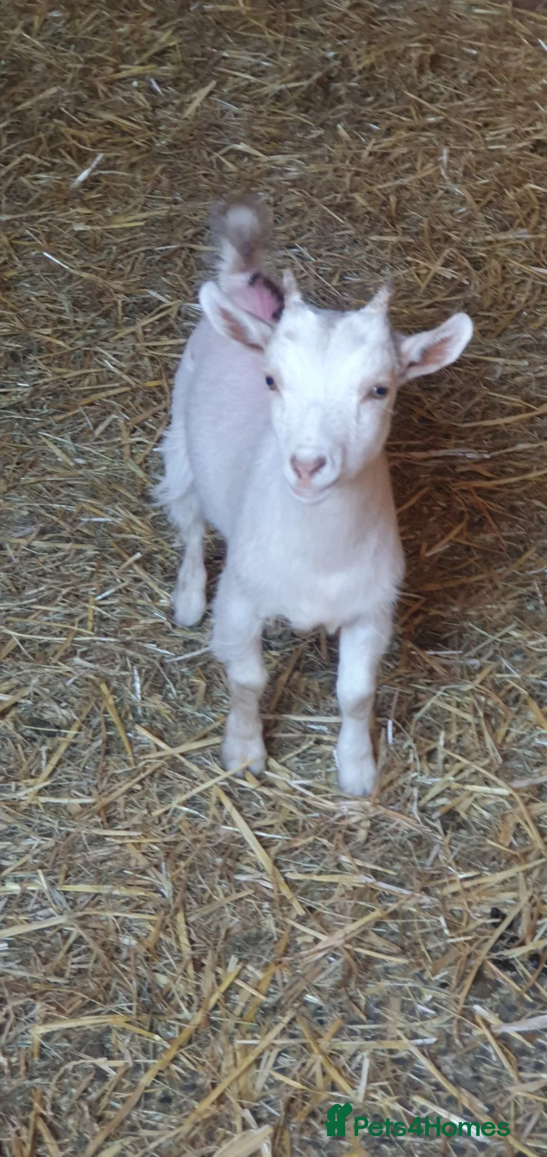 Goats livestock for sale: Lovely pygmy goats 🐐  - Advert 6
