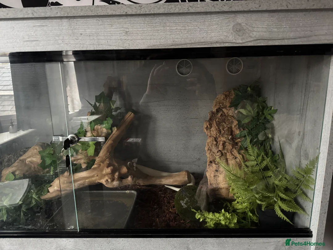 Python Snake reptiles for sale: Blue Eyed Leucitic Royal/Ball Python With Set Up - Advert 8