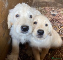 Labradoodle dogs - Advert 12