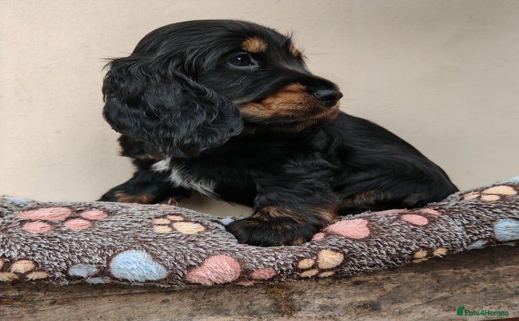 Cocker Spaniel dogs - Advert 4
