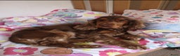 Cocker Spaniel dogs for stud: KC Choc Sable Cocker Spaniel  in Buckingham - Advert 8