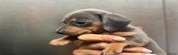 Miniature Dachshund dogs for sale: Miniature dachshunds (pink carriers)  - Advert 4