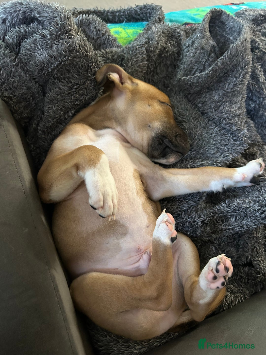 Staffordshire Bull Terrier dogs for sale: KC Registered Staffordshire bull terrier Puppy - Advert 4