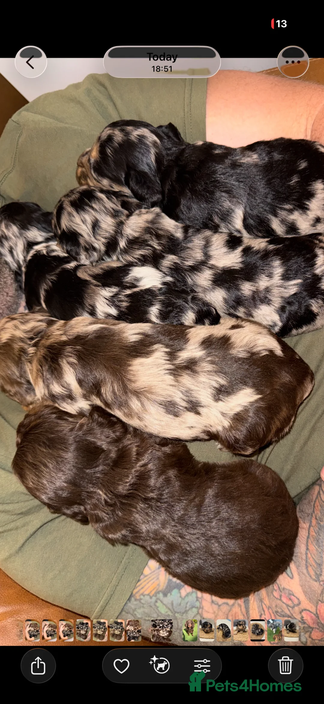 Cockapoo dogs for sale: F1 type merle Cockerpoo in Keighley - Advert 1