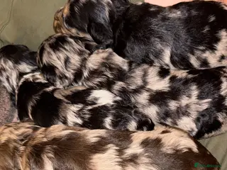 Cockapoo dogs F1 type merle Cockerpoo - Advert 1