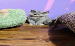 Scottish Fold cats for sale: Beautiful litter of Scottish fold  😍 - Image 18