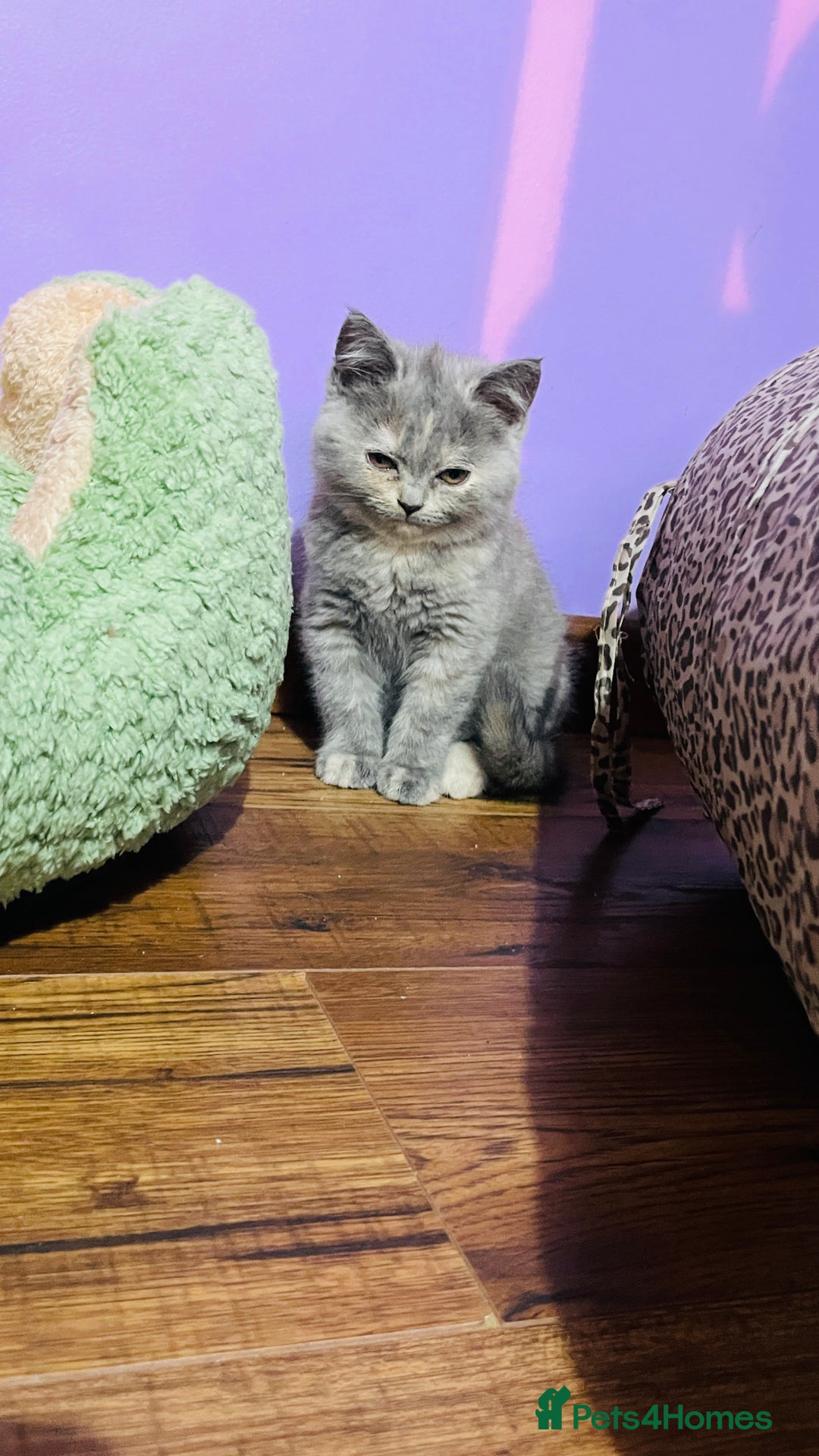 Scottish Fold cats for sale: Beautiful litter of Scottish fold  😍 - Image 18